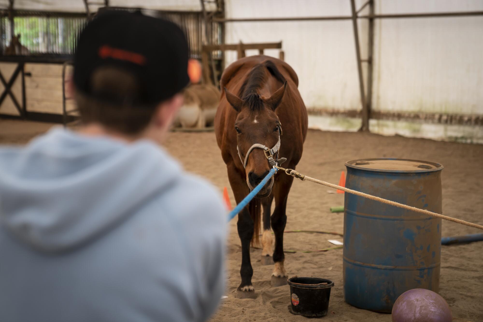 A teenage boy lead a horse through obstacles.