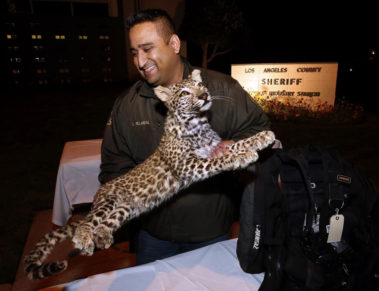 Industry Sheriff's Det. Larry Villareal carries the mounted snow leopard back to the evidence locker after it was put on display for the media along with other items stolen from a home in La Habra Heights in November.
