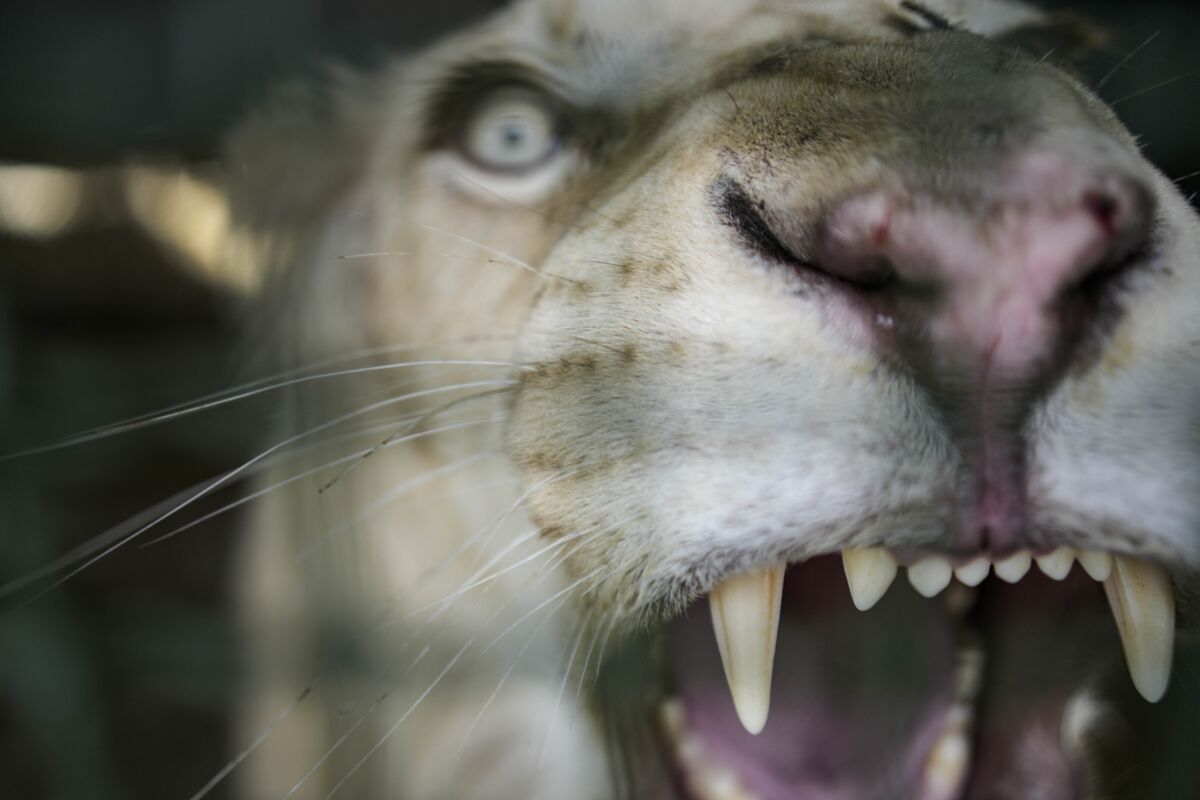 Leones blancos reviven interés de venezolanos por zoológico - San Diego  Union-Tribune en Español