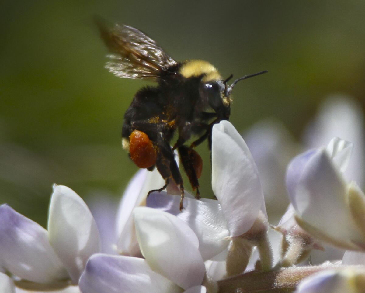 A new study suggests bumble bees "merge" memories.