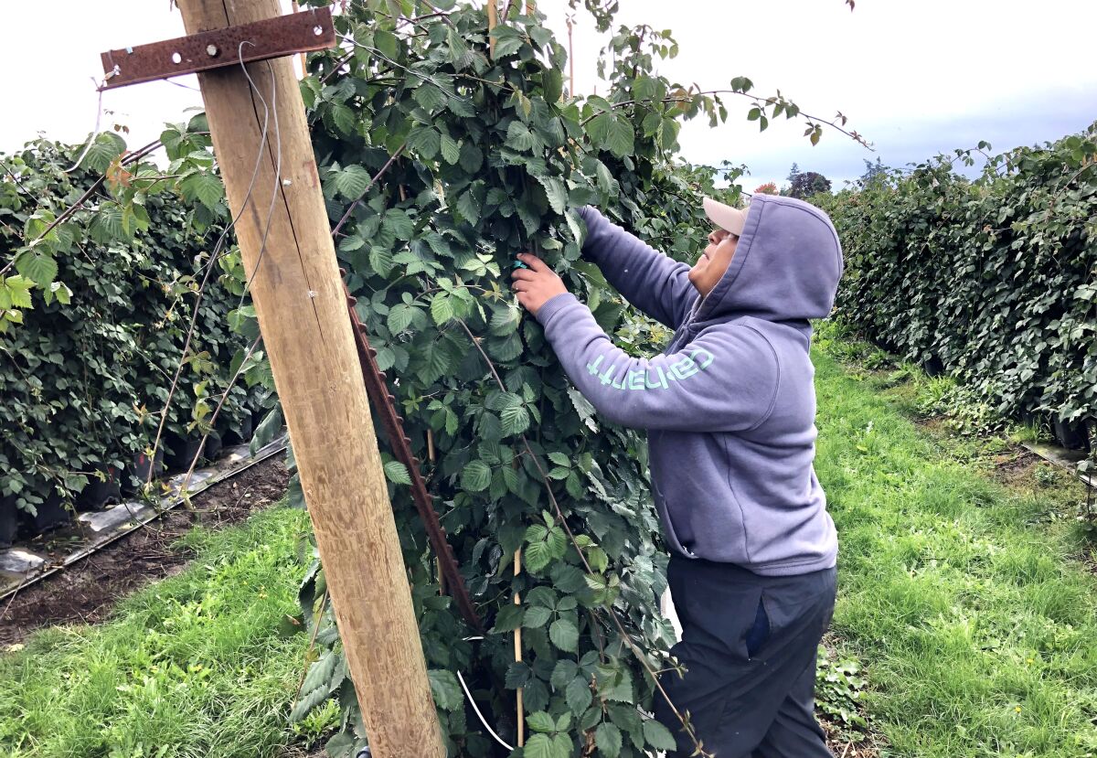 A farmworker sifts through a berry tree.
