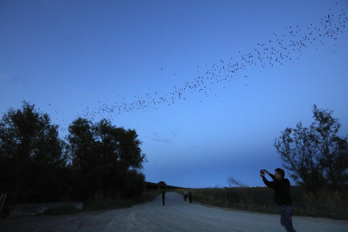 SACRAMENTO, CA - APRIL 19: At the Yolo Bypass Wildlife Area, thousands of bats live under the bypass and come out at dusk. Bats play a vital roll by eating insects that destroy crops. Corkie Quirk, program coordinator for the Yolo Basin Foundation, and a bat aficionado, wore a mask and gloves while she handled a few of her "ambassador" bats - injured bats that can't be released back into the wild, but live within the comfort of her home.The exact source of the coronavirus Covid-19 is still unknown, but some are blaming bats. Bats are social mammals, and can catch viruses from humans. They already have and it's called white-nose syndrome, an emerging disease in North American bats which has resulted in the dramatic decrease of the bat population in the United States and Canada, reportedly killing millions as of 2018. (Carolyn Cole / Los Angeles Times)