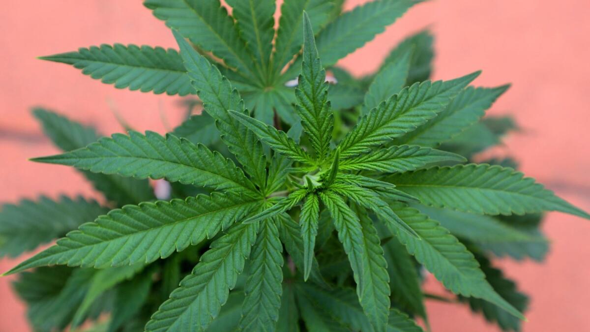 A young marijuana plant in Fallbrook