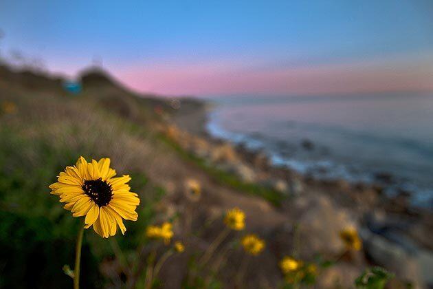 Dan Blocker County Beach