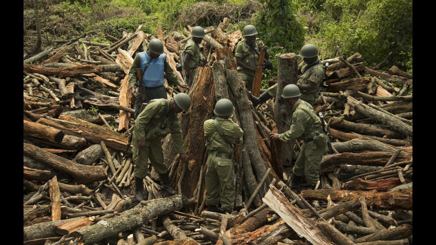 Virunga National Park charcoal trade