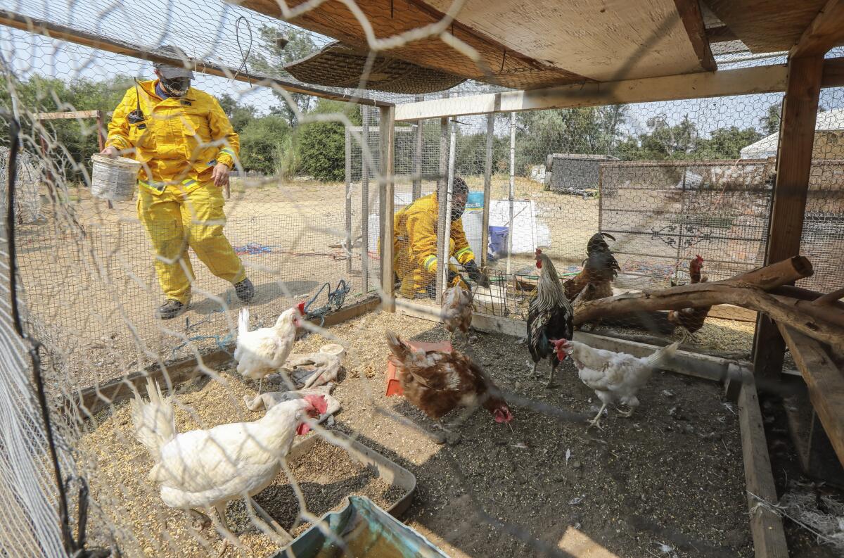 Members of the San Diego Humane Society's emergency response team feed livestock at a Lawson Valley home.