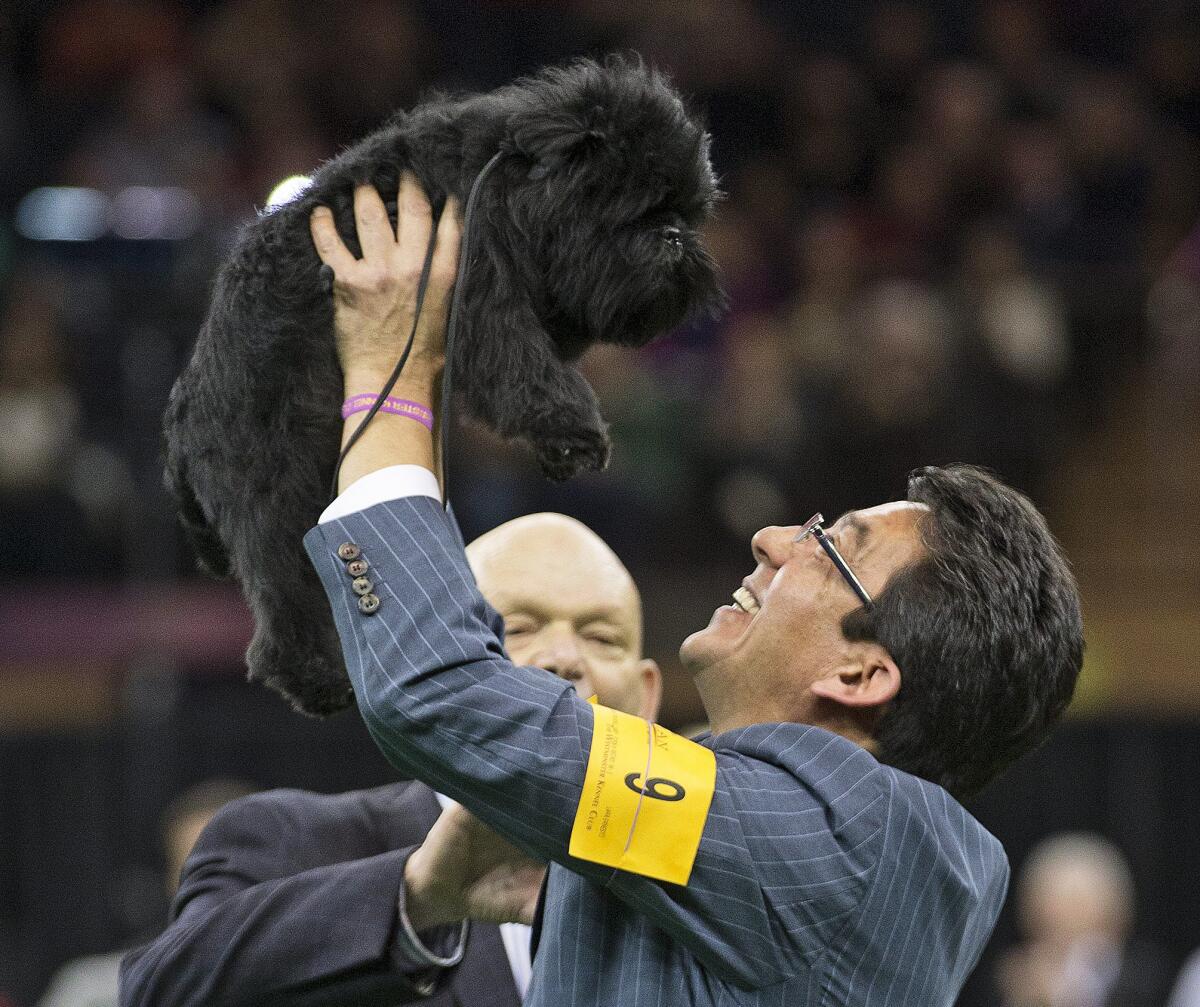 Ernesto Lara celebrates Banana Joe's best in show victory at the Westminster Kennel Club dog show in 2013. This year's winner will be announced Tuesday.