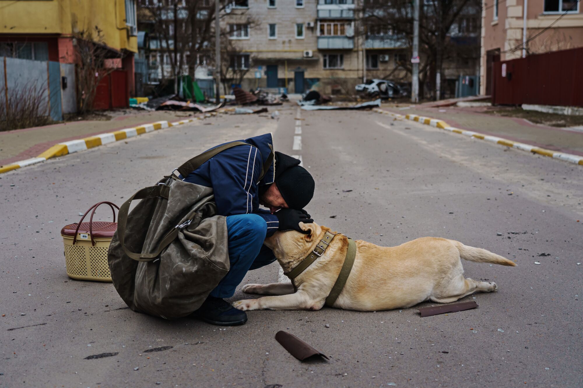 A person kneels next to a dog lying in the street