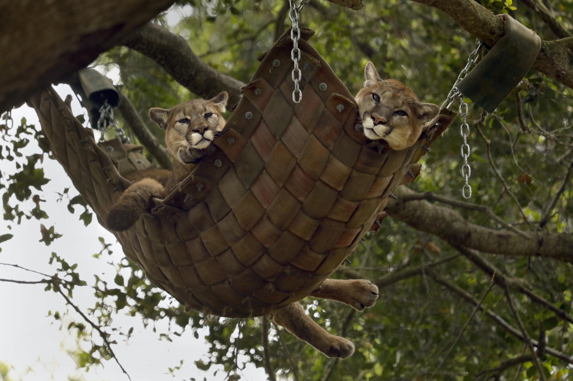 Two mountain lions hang together in a hammock at the Oakland Zoo