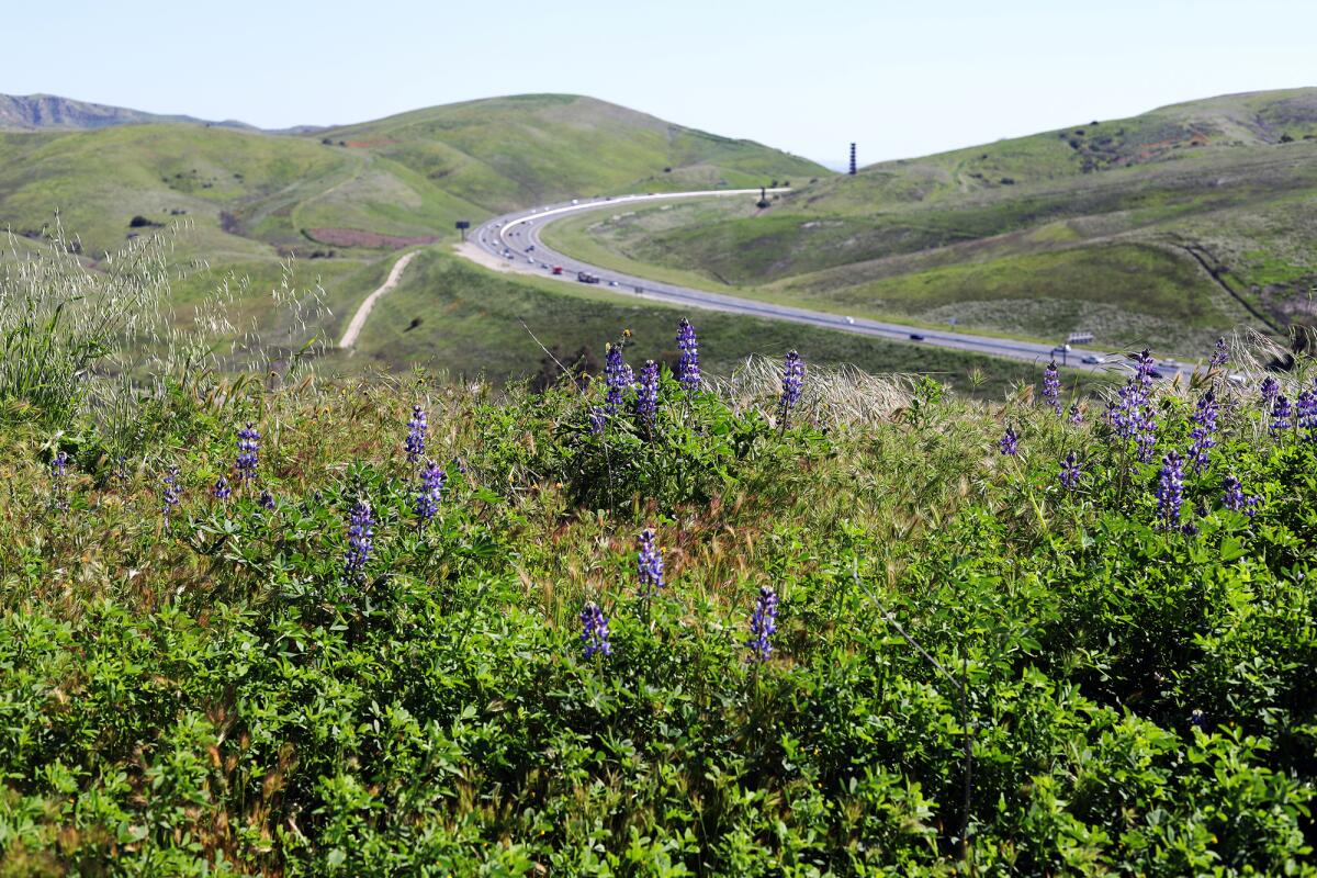 The Saddleback Wilderness trail, located in OC Parks' Irvine Ranch Open Space, has native plant life.
