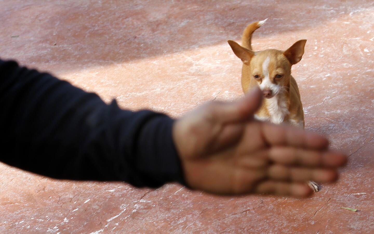 'Dog Whisperer' Cesar Millan