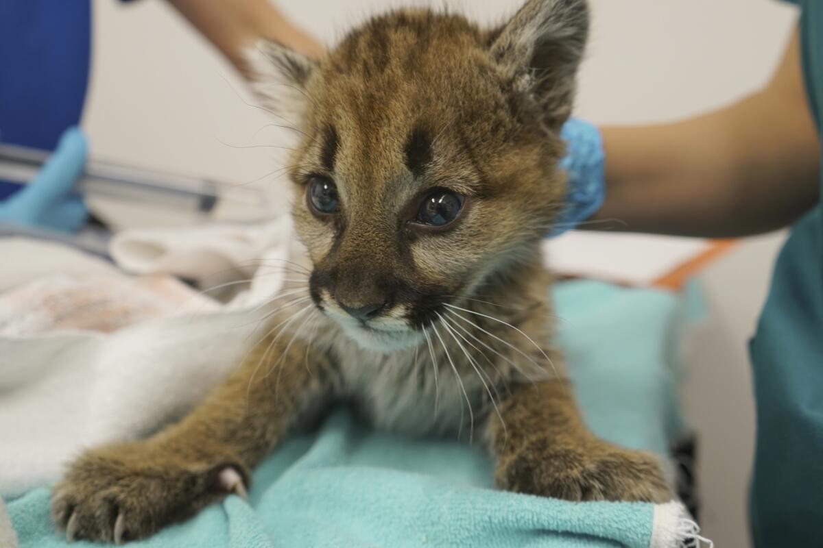 A rescued male mountain lion cub recovers at the Oakland Zoo.