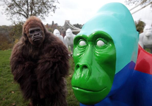 Gorilla sculptures take to the streets of Bristol