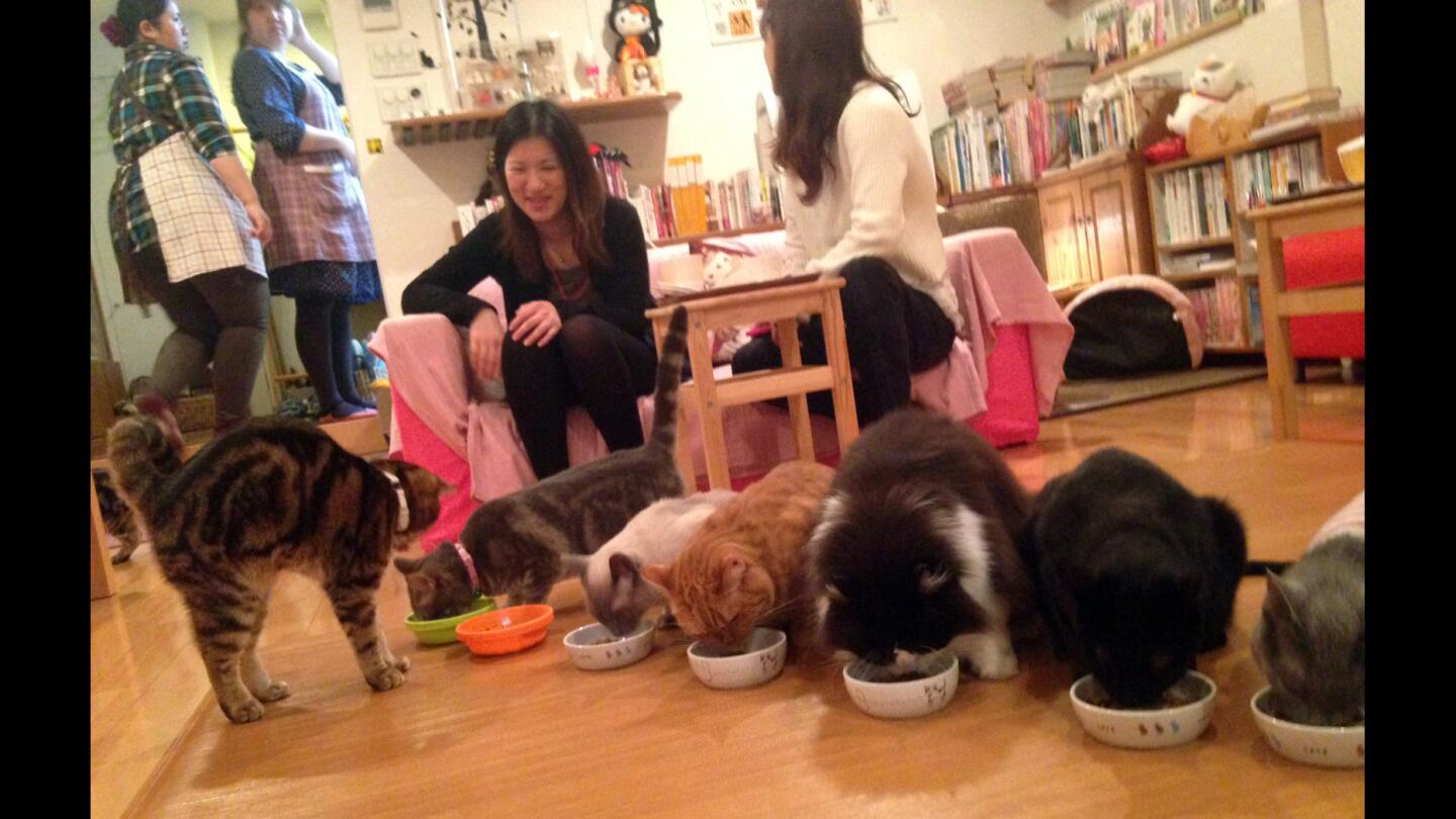 The Hapineko (Happy Cat) cafe in Tokyo's Shibuya district is so well maintained that one may be inclined to think, for a moment, that harboring more than a dozen felines in about 500 square feet is a reasonable proposition.