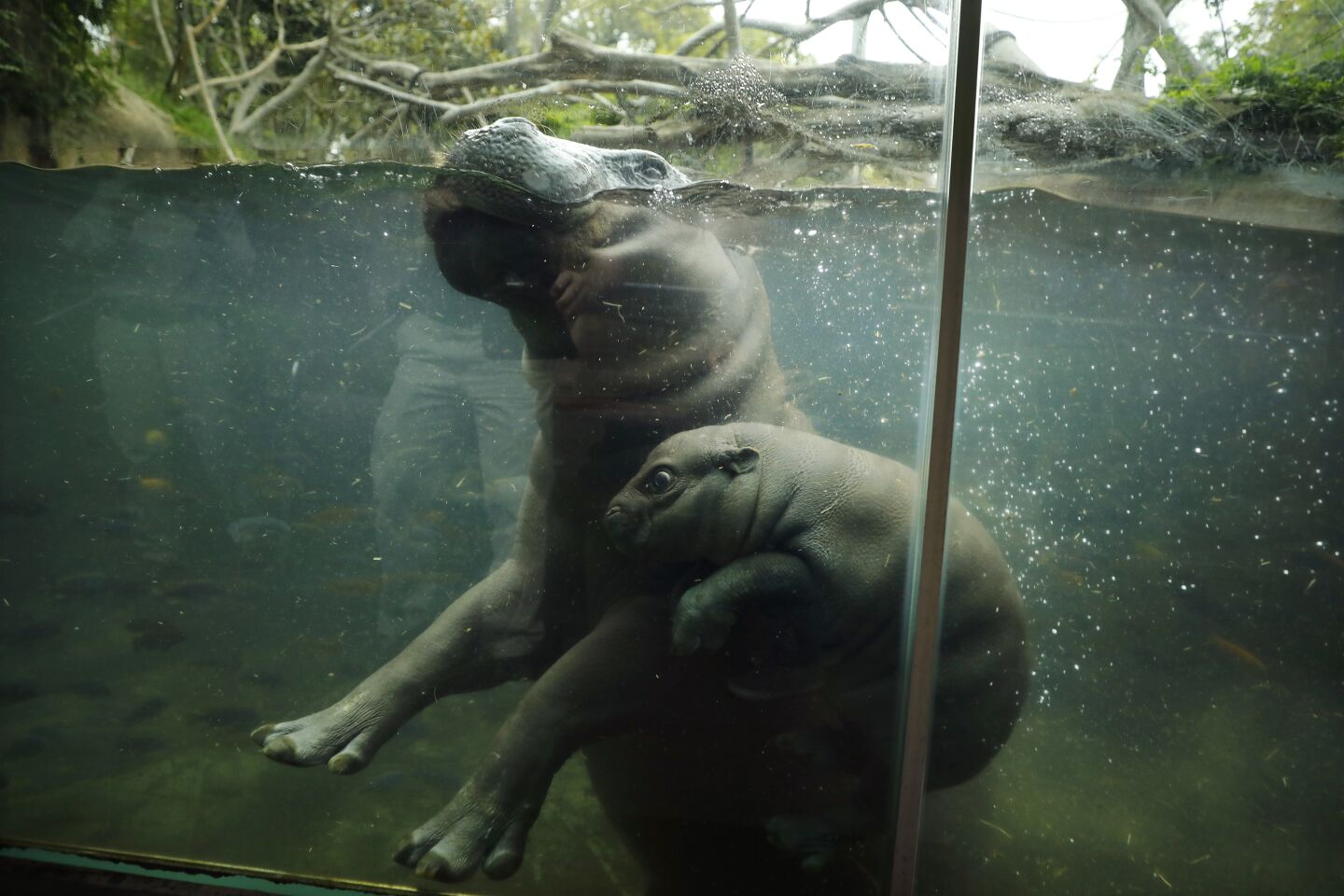 Akobi, a 40-pound, 67-day-old pygmy hippopotamus, swims with his mom Mabel at the San Diego Zoo on June 15, 2020. Akobi was introduced to the public for the first time as it explored the main exhibit for the first time Monday.