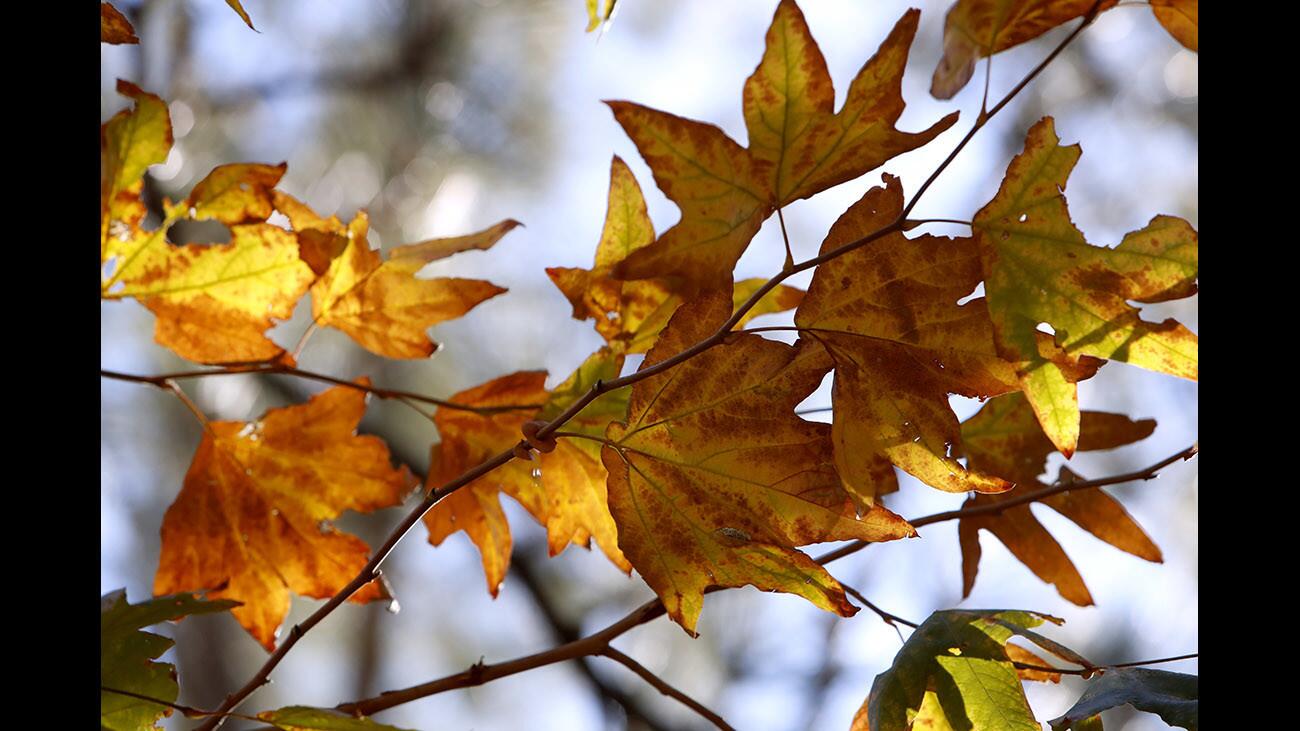 Photo Gallery: First day of Winter brings cold spell to the area