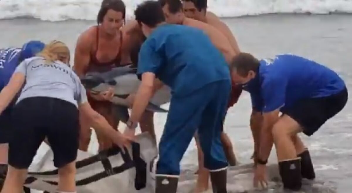 Lifeguards and SeaWorld rescue team members lift a dolphin into a canvass carrier in an attempt to save the animal.