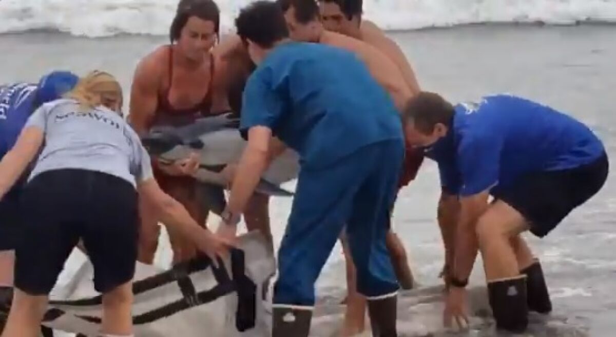 Lifeguards lift a dolphin into a canvas carrier Aug. 24 while trying to save the animal with a SeaWorld rescue team.