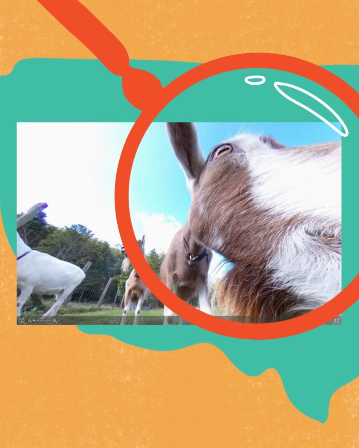 Screengrab from nps.gov of goat looking close to a camera paired with an illustration of magnifying glass
