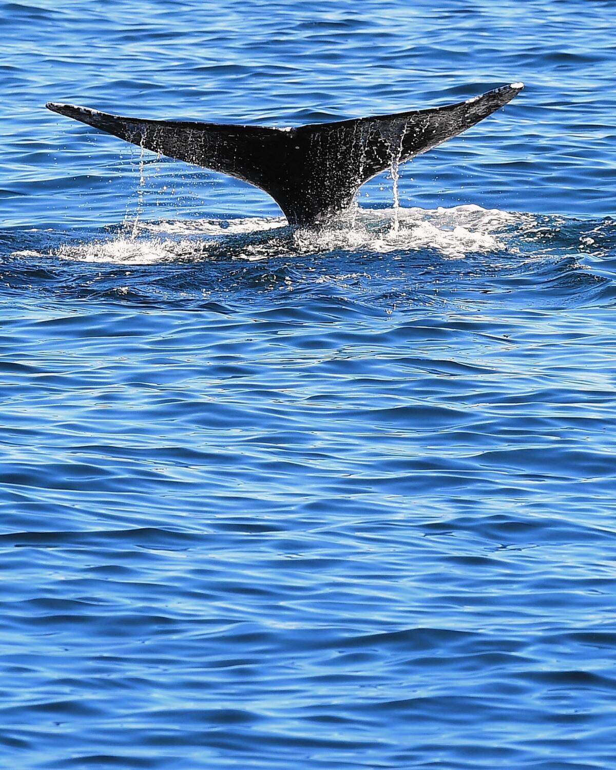 The tail of a gray whale emerges as the mammal makes its descent into the Pacific Ocean off the Southern California coast on Jan. 12 during the whales' annual migration.