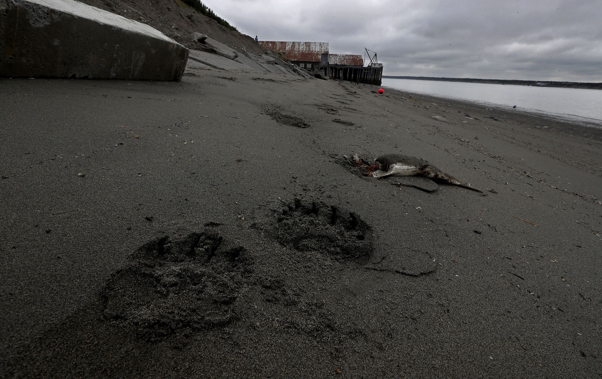 Bear tracks near a salmon carcass along the Naknek River.