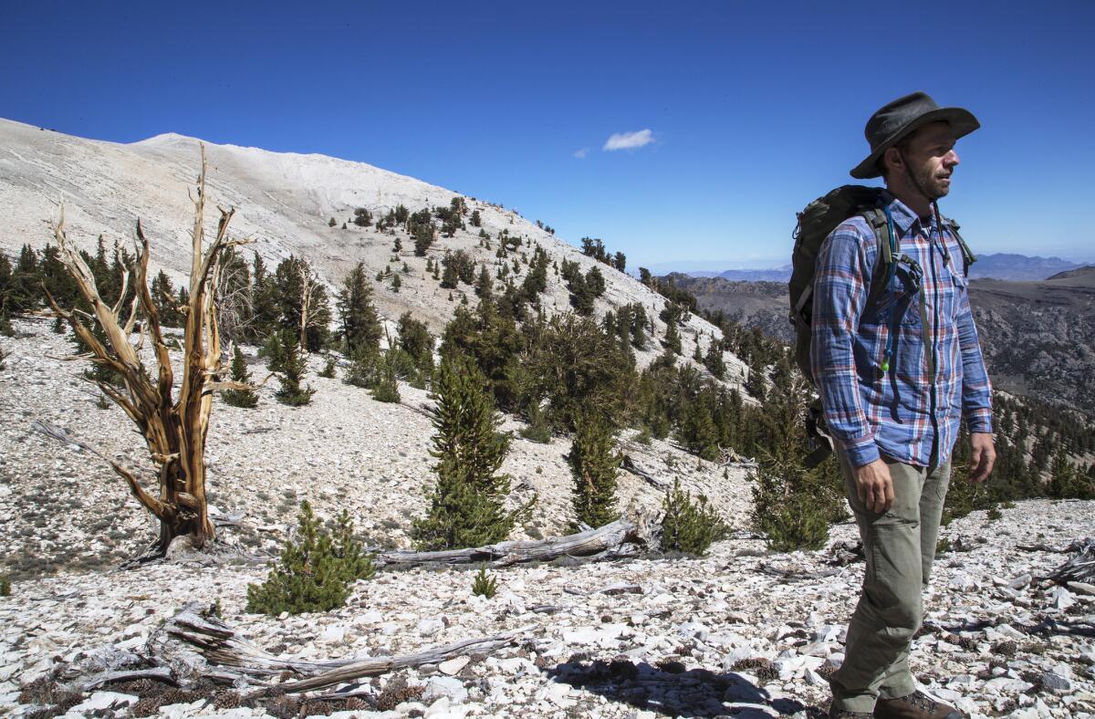 "It's pretty amazing," UC Davis biologist Brian Smithers says of climate change in the Ancient Bristlecone Pine Forest in California's White Mountains.