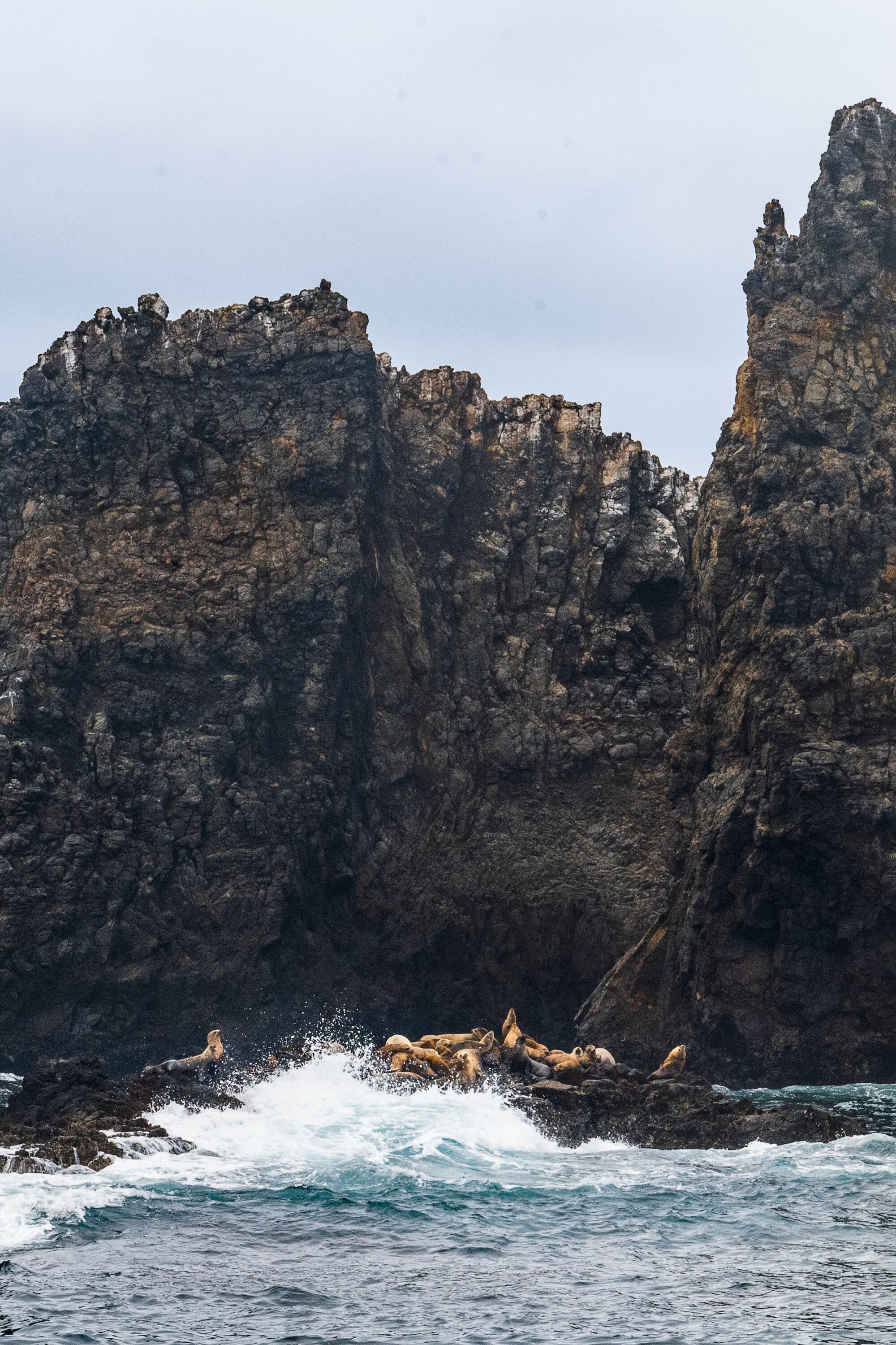 A pod of California sea lions rests on a rocky jetty at the East Point of Anacapa Island.