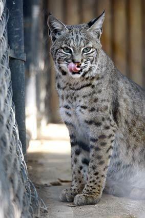Who: Clyde What: Bobcat Background: Past resident of an exotic feline breeding compound in Rosamond, Calif., near Edwards Air Force Base, he was held by the state Department of Fish and Game before that.