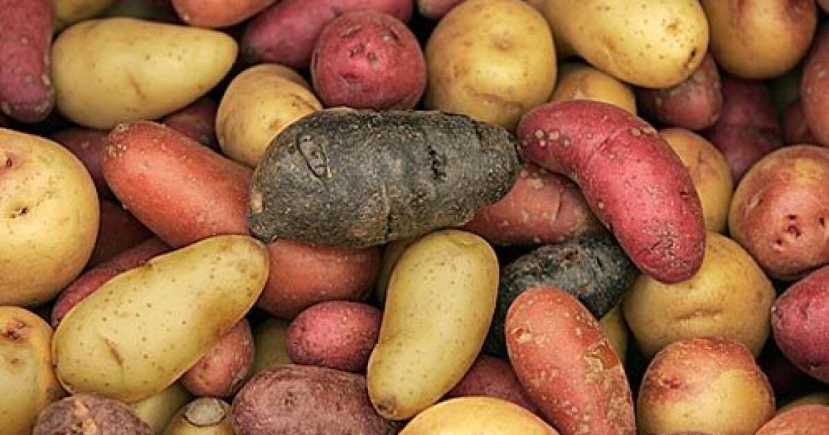 What are new potatoes? How to choose, store and prepare - Los Angeles Times