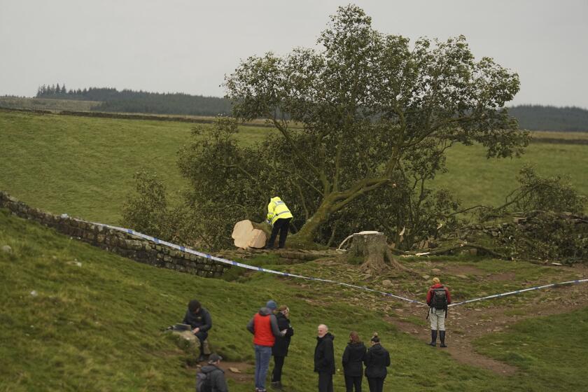 People look at the tree at Sycamore Gap, next to Hadrian's Wall, in Northumberland, England, Thursday Sept. 28, 2023 which has come down overnight. One of the UK’s most photographed trees has been “deliberately felled” in an apparent act of vandalism, authorities have said. The famous tree at Sycamore Gap, next to Hadrian’s Wall in Northumberland, was made famous when it appeared in Kevin Costner’s 1991 film Robin Hood: Prince Of Thieves. (Owen Humphreys/PA via AP)