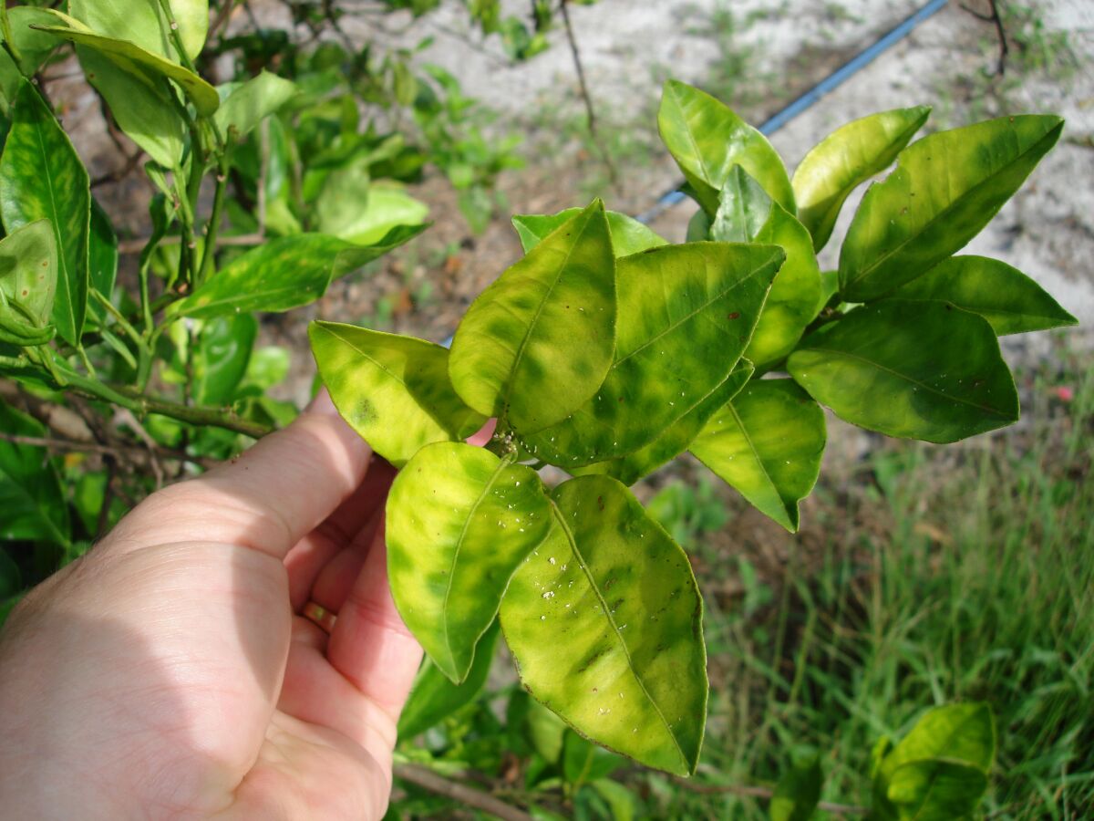 Yellowing leaves and shoots may indicate a citrus tree has been infected by Huanglongbing (HLB), a deadly bacterial disease.