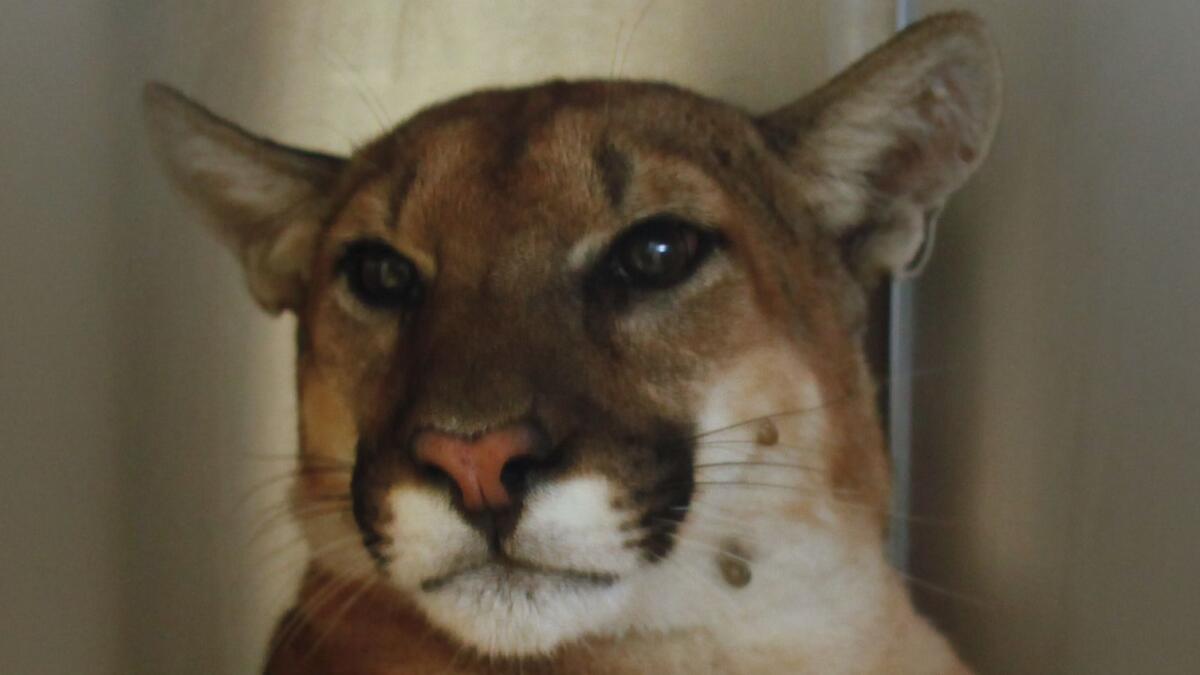 A 100-pound male mountain lion that was trapped in Foothill Ranch.