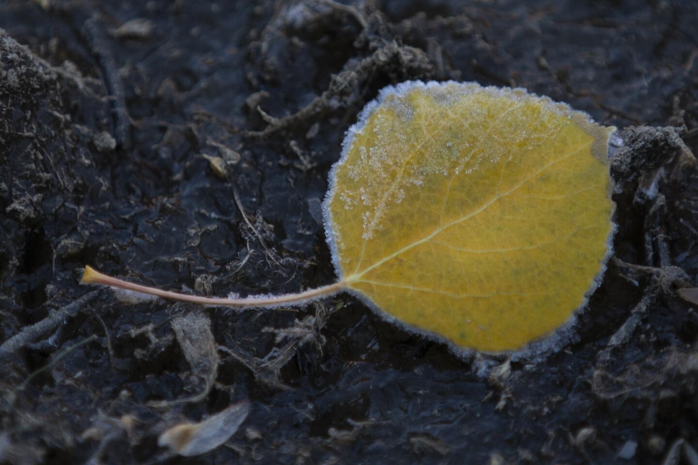 Frost collects on aspen leaf