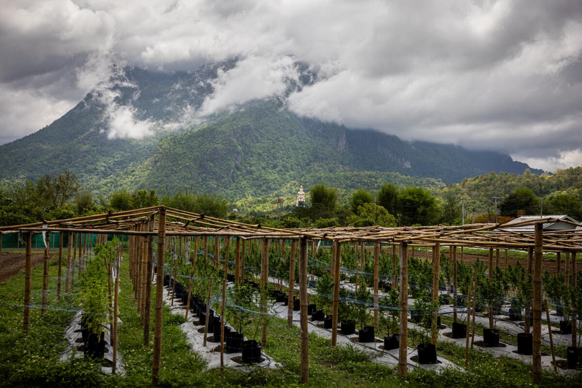 A view of rows of plants growing under bamboo frames with a mountain in the background