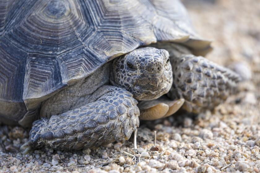California City, CA - October 10: A desert tortoise walks in preserve Desert Tortoise Research Natural Area on Monday, Oct. 10, 2022 in California City, CA. (Irfan Khan / Los Angeles Times)
