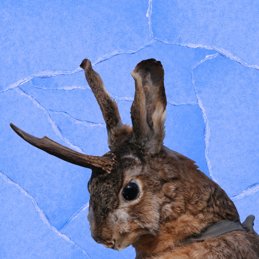 A rabbit with a long horn against a blue background.