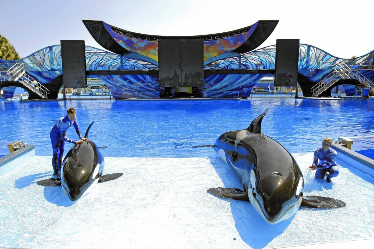 SeaWorld trainer Ryan Faulkner, left, with killer whale Melia, and Michelle Shoemaker, right, with Kayla work on a routine for a show at the Orlando, Fla., theme park in 2014.