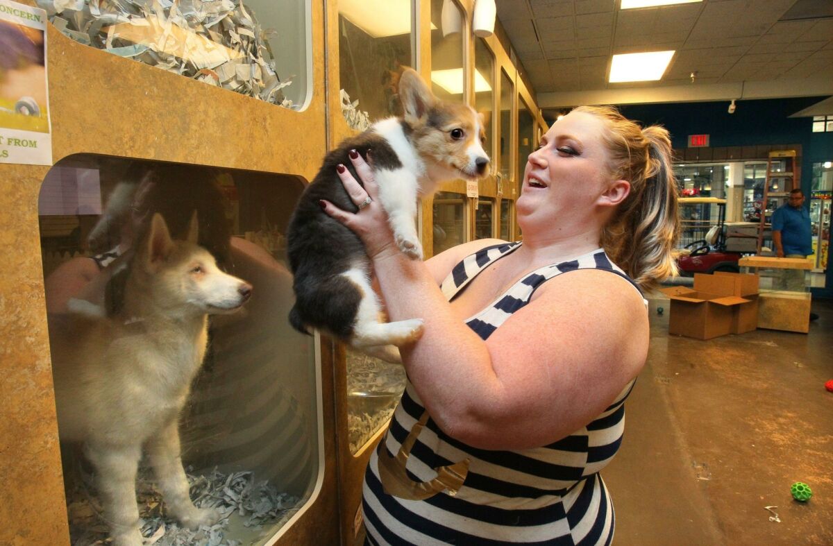 Alycia Ostermann, manager at the Carlsbad Pets store at The Shoppes at Carlsbad mall, holds "Jumper," a Pembroke Welsh corgi. All of store's dogs were moved to the company's store in Escondido when the Carlsbad store closed in 2016. 
