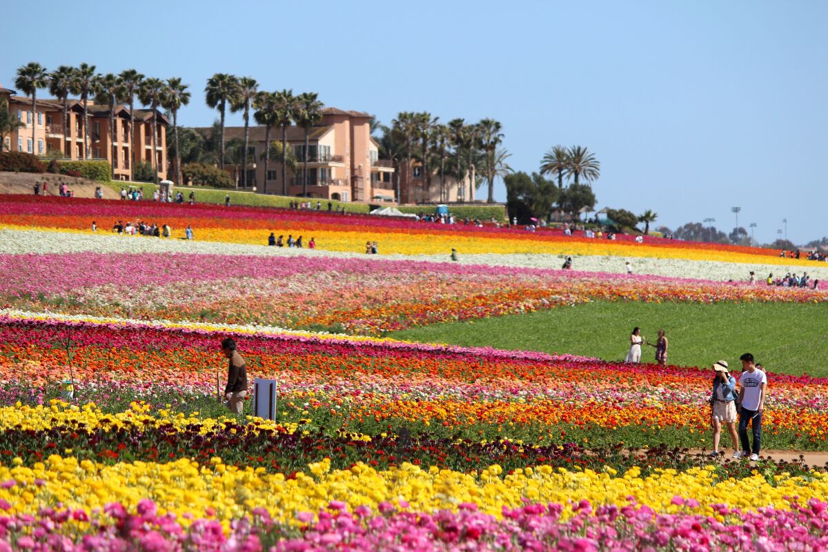 Carlsbad's Flower Fields