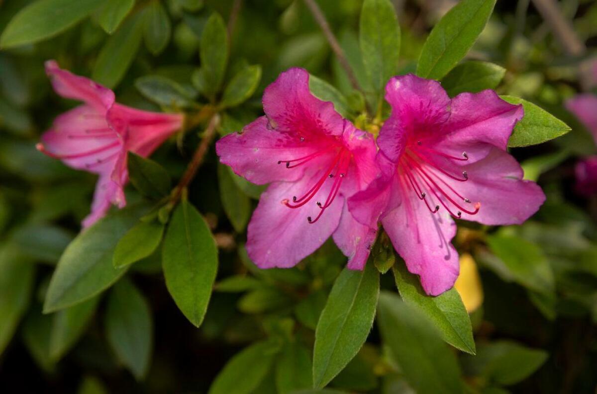 Azaleas (pictured), lilies, roses and other flowers are planted helter skelter around the house.