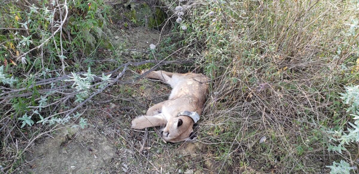 The body of mountain lion P-76 was found Jan. 30 in the Santa Susana Mountains.