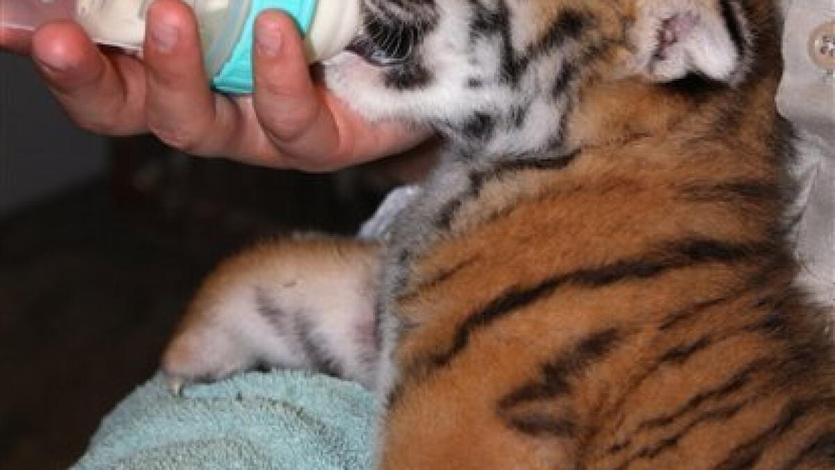 Rare Amur Tigers Born at Minnesota Zoo on Mother's Day