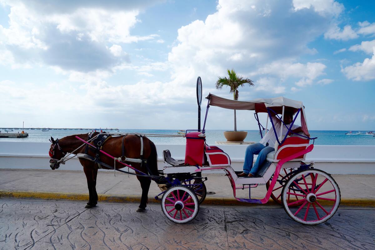 Horse-drawn carriage and driver in Cozumel 