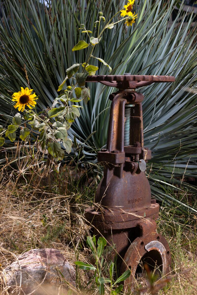 A rusted metal contraption sits surrounded by plants.