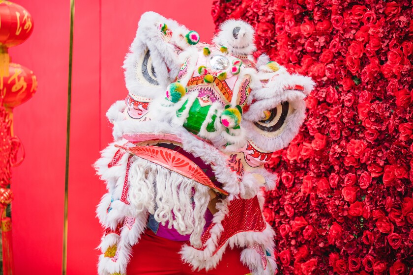A lion dancer is surrounded by a backdrop of red — including red flowers — during a performance.
