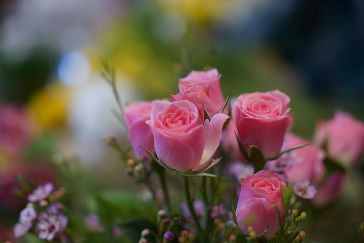 Las rosas requieren de cuidado todo el año, pero verlas florecer es muy satisfactorio.