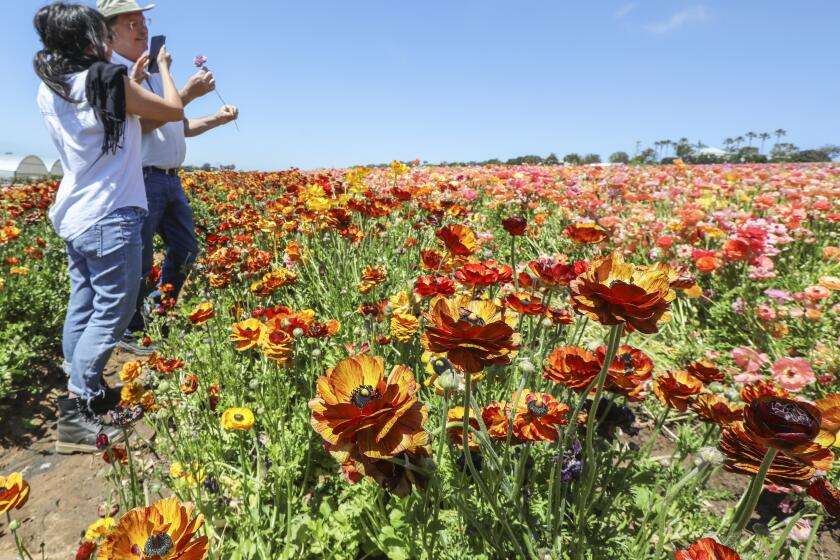 Fred Clarke (right), general manager at The Flower Fields, shoots an Instagram Live video with publicist Sonja Strand on April 16, 2020 in Carlsbad, California. The fields are in full bloom but the popular springtime attraction is closed to the public due to the Coronavirus COVID-19 pandemic.