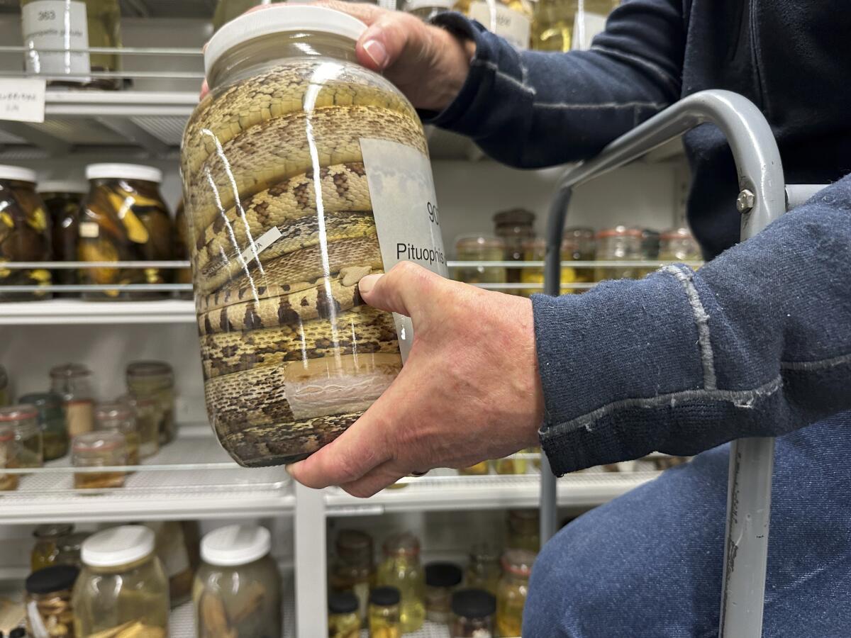 A jar containing preserved snake specimens at the University of Michigan Museum of Zoology on Oct. 18. 
