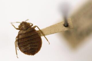 FILE - A bedbug is displayed at the Smithsonian Museum in Washington, March 30, 2011. Greece’s health ministry is seeking police help against hoaxers who tried to scare foreign tourists out of several Athens short-term rental flats by inventing a bedbug crisis. (AP Photo/Carolyn Kaster, File)