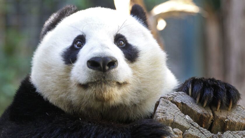 Le jeune panda mâle Xiao Liwu est né au zoo de San Diego.